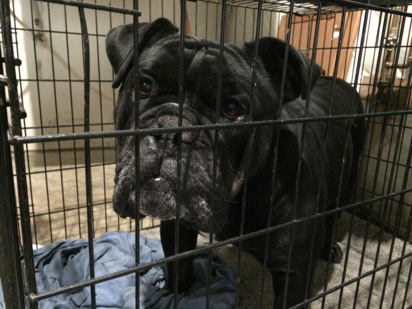 bulldog training milton ontario