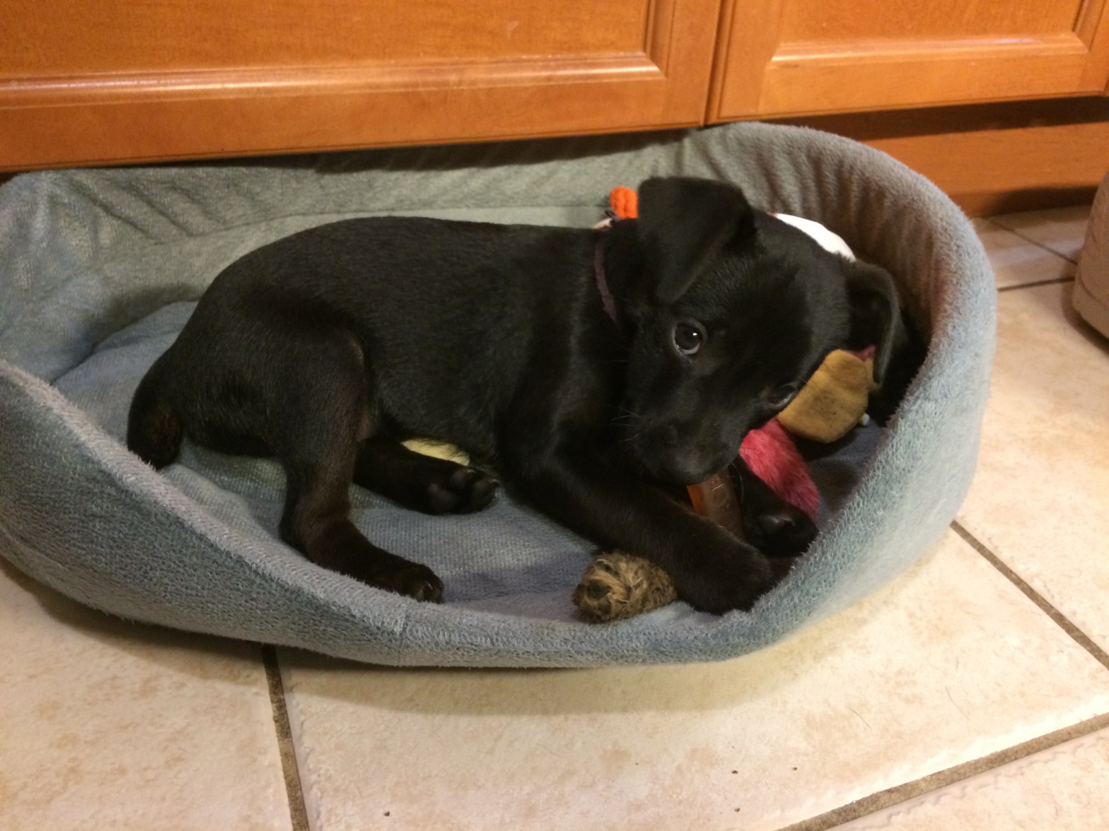 puppy learning in milton