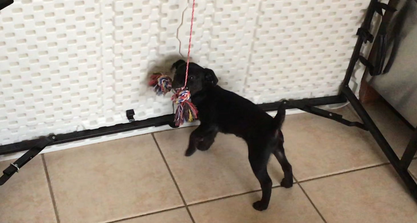 puppy group class milton ontario