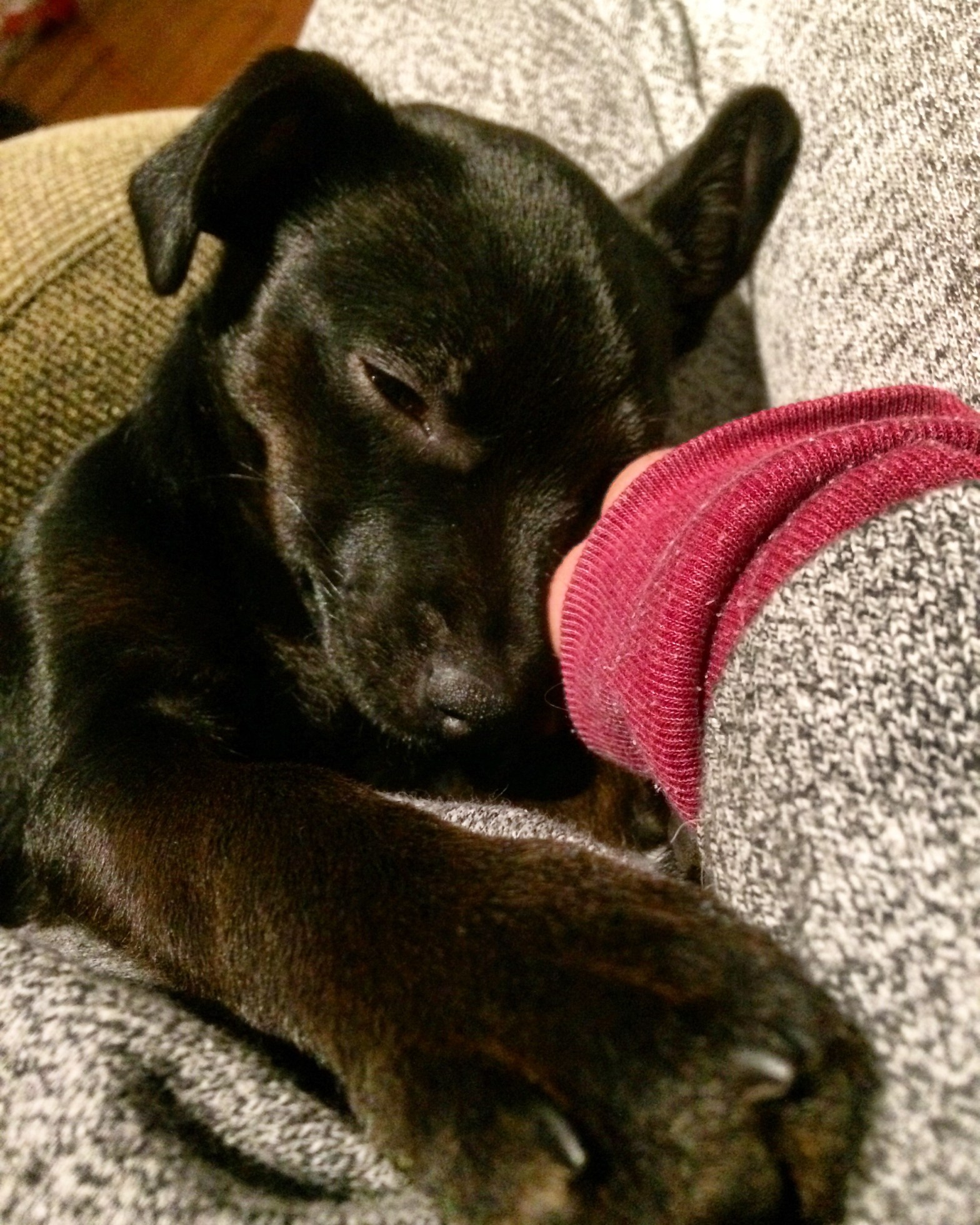 milton ontario puppy training