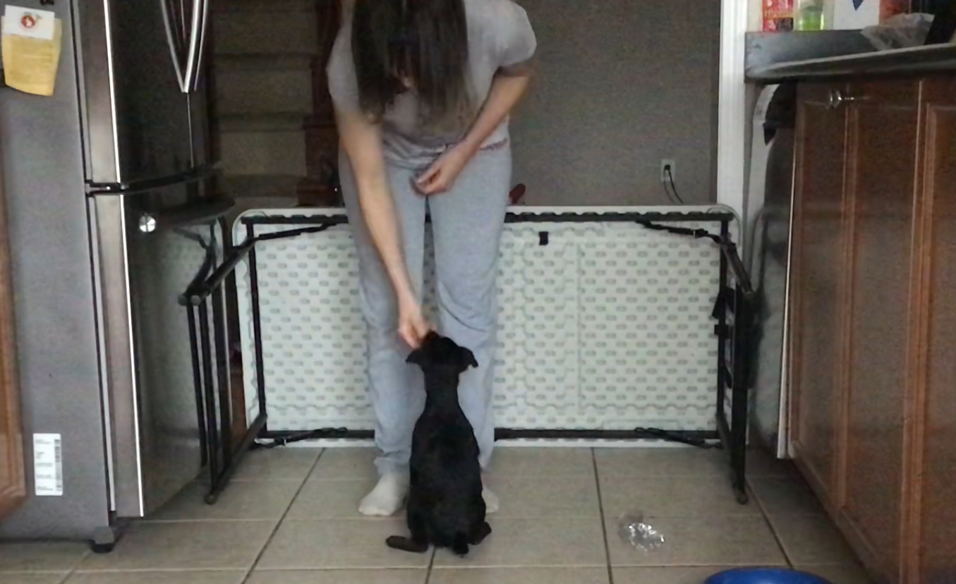 puppy training milton ontario