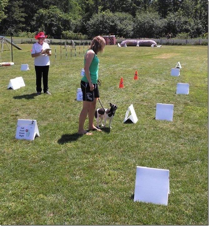 rally obedience classes milton