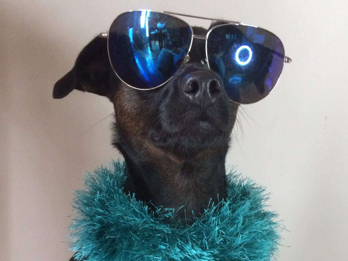 Have Fun Training Your&nbsp;Dog