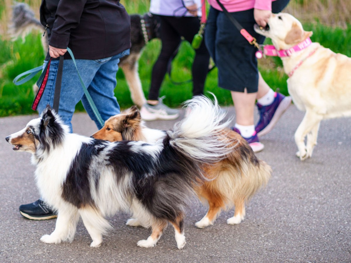 Five Things I’ve Learned From Over a Decade of Helping People Learn to Train Their&nbsp;Dogs