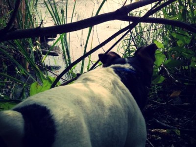 Why Did I Become A&nbsp;Trainer?