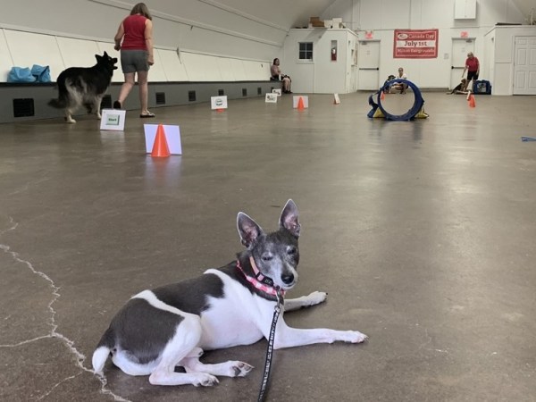 Rally Obedience Training&nbsp;Milton