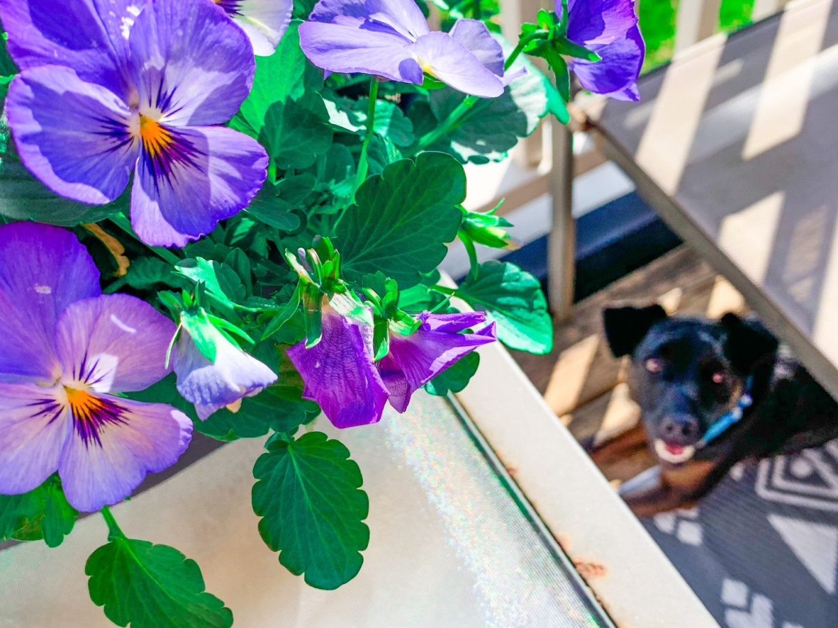 Patio Season and&nbsp;Dogs