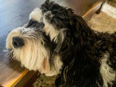 Four Simple Things You Can Implement  to Change Your Dogs&nbsp;Behaviour