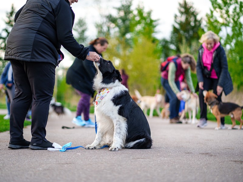 Back To School Activities For&nbsp;Dogs