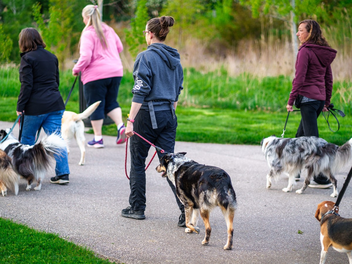 New Location For Dog Training&nbsp;Milton!