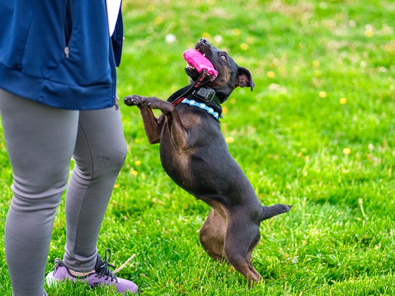 The Great Reset&nbsp;Challenge