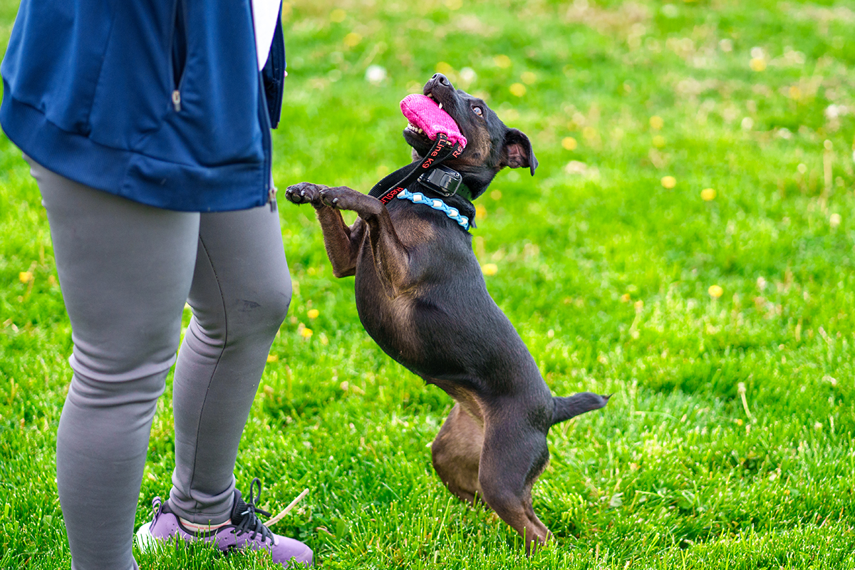 patterdale terrier having fun