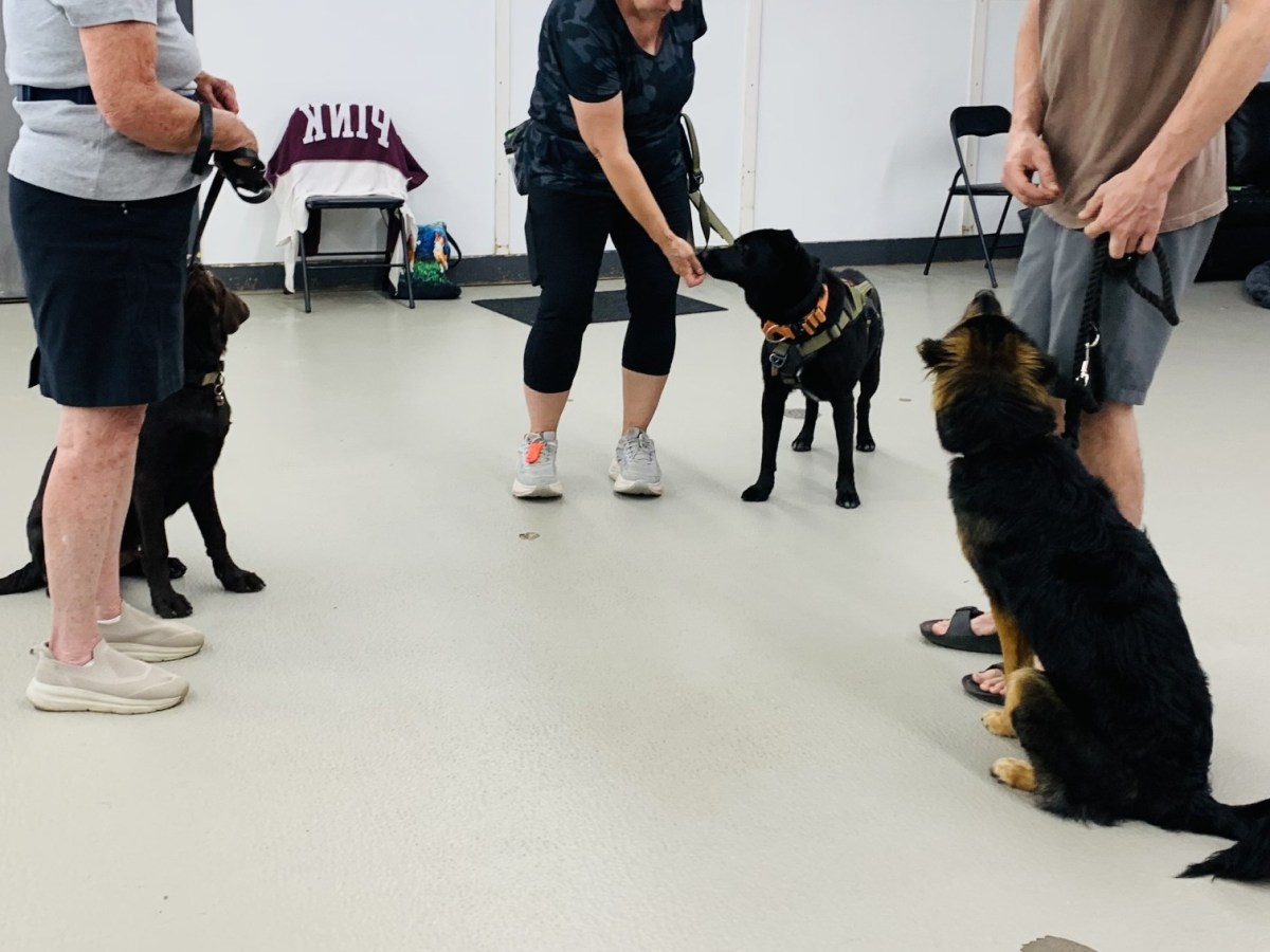 Dog Training Class in&nbsp;Milton