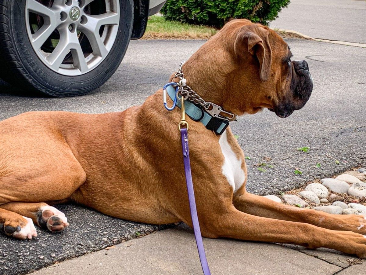 Fearful/Nervous/Anxious Dogs